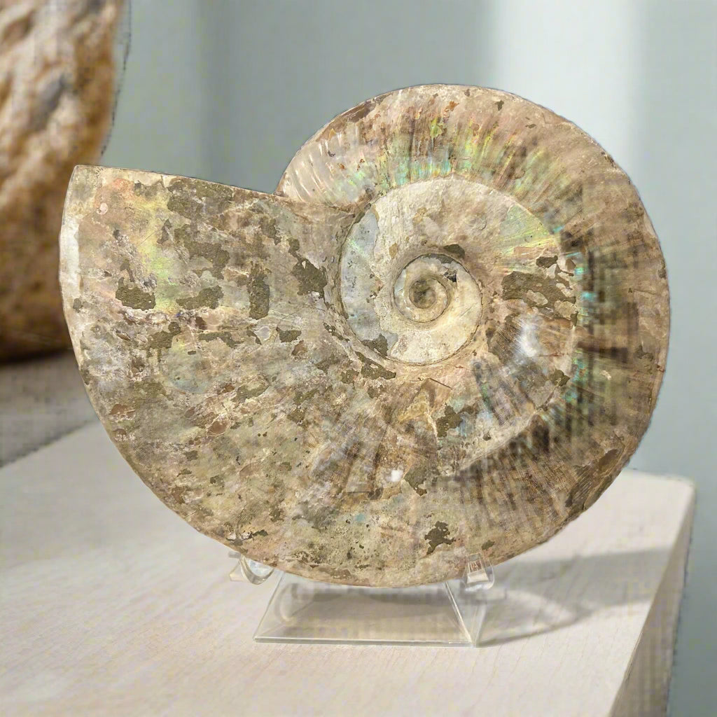"Unicorn" Ammonite Specimen