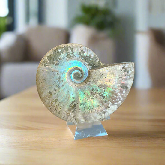 "Unicorn" Ammonite Specimen