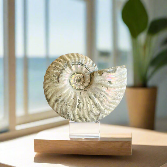 "Unicorn" Ammonite Specimen