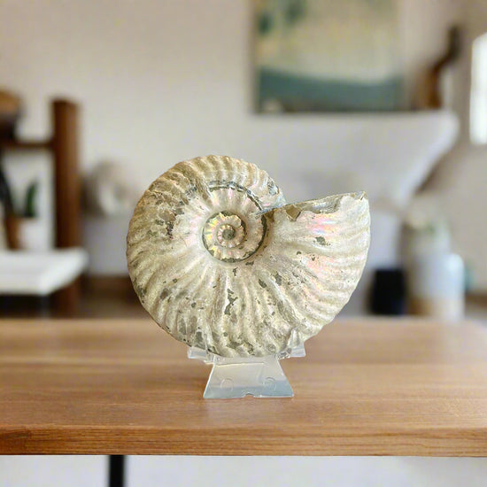 "Unicorn" Ammonite Specimen