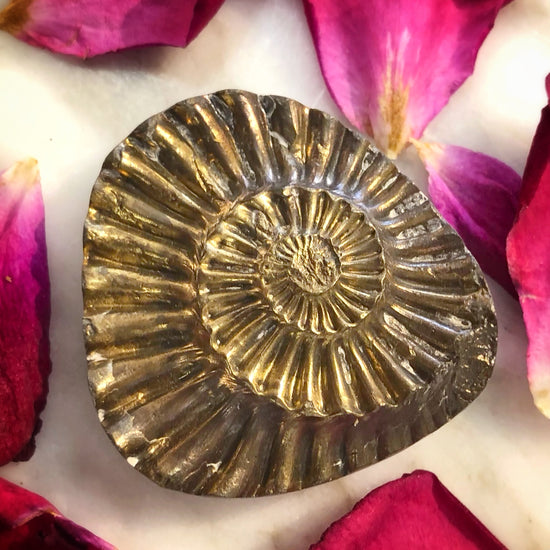Pyritized Ammonite