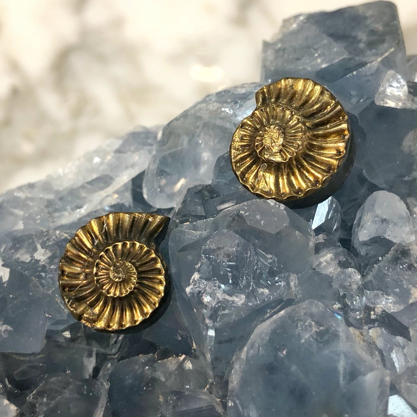 Pyritized Ammonite Pair