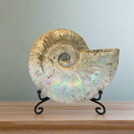 "Unicorn" Ammonite Specimen