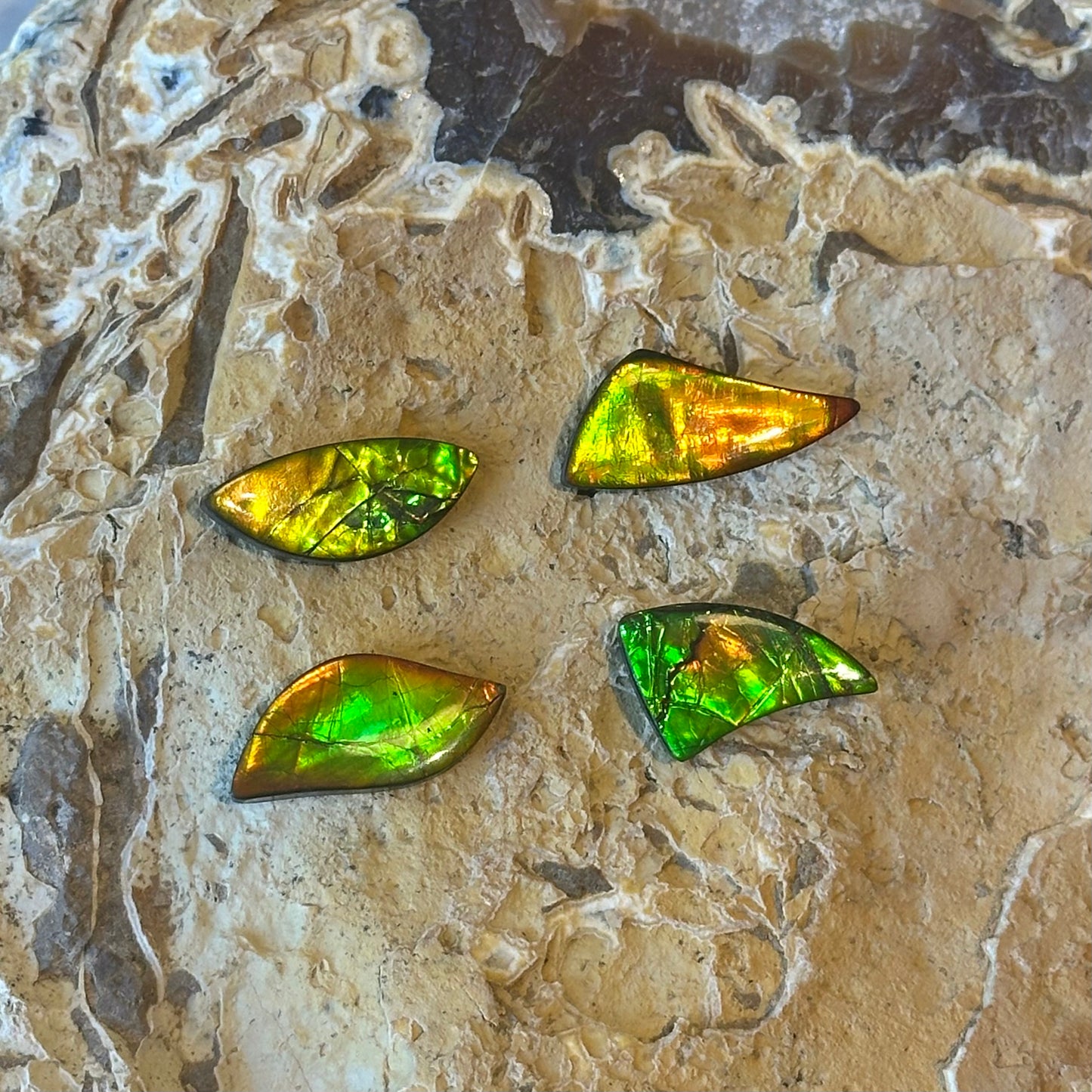 Ammolite