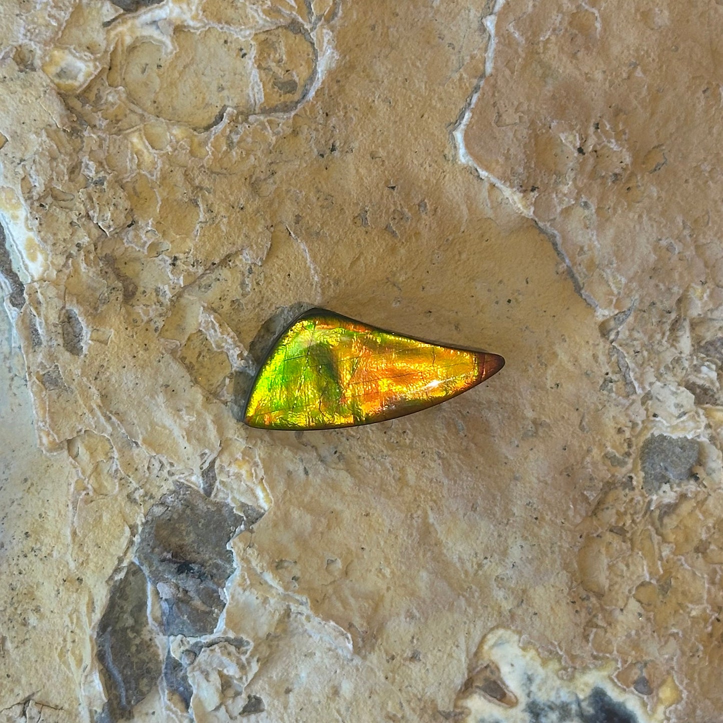 Ammolite