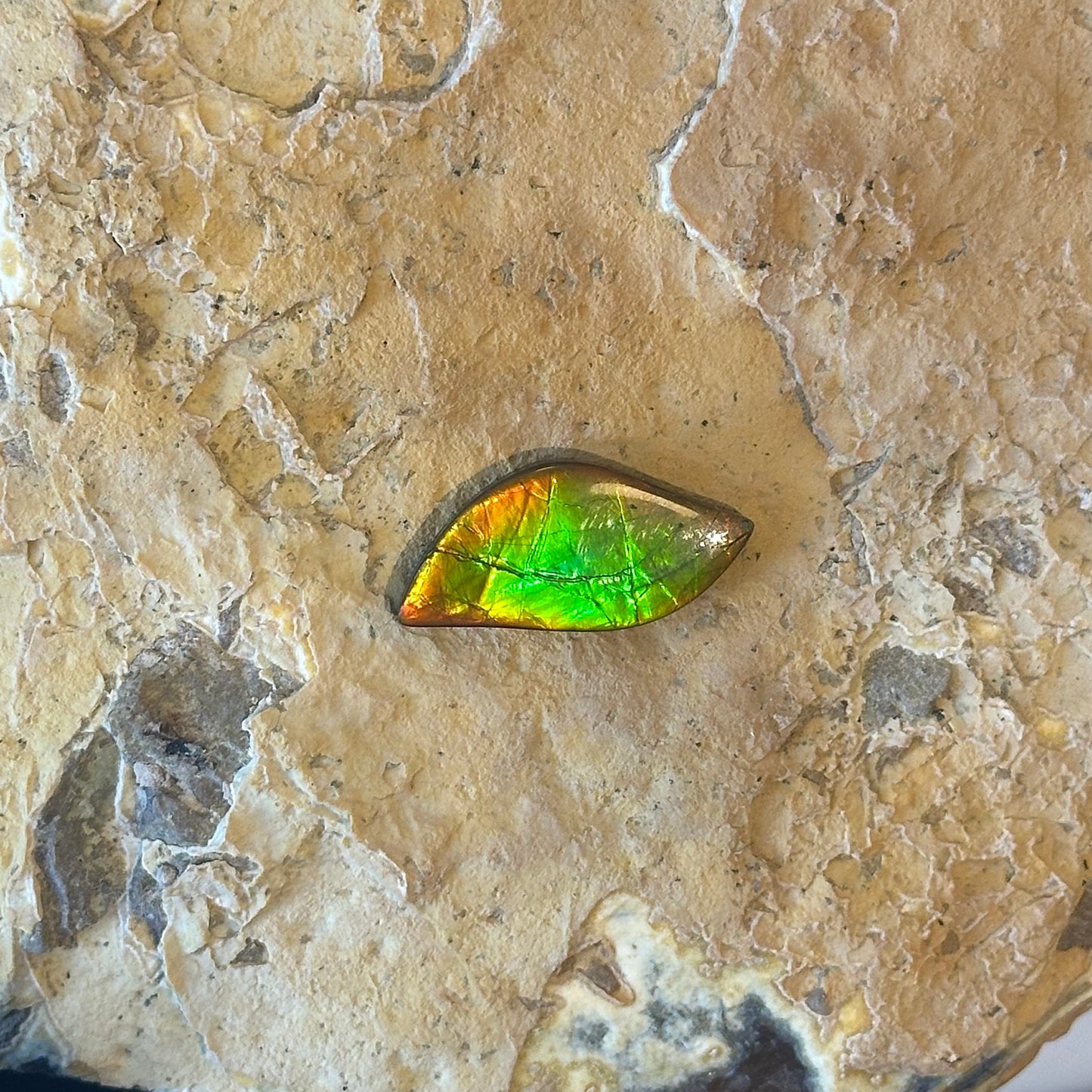 Ammolite
