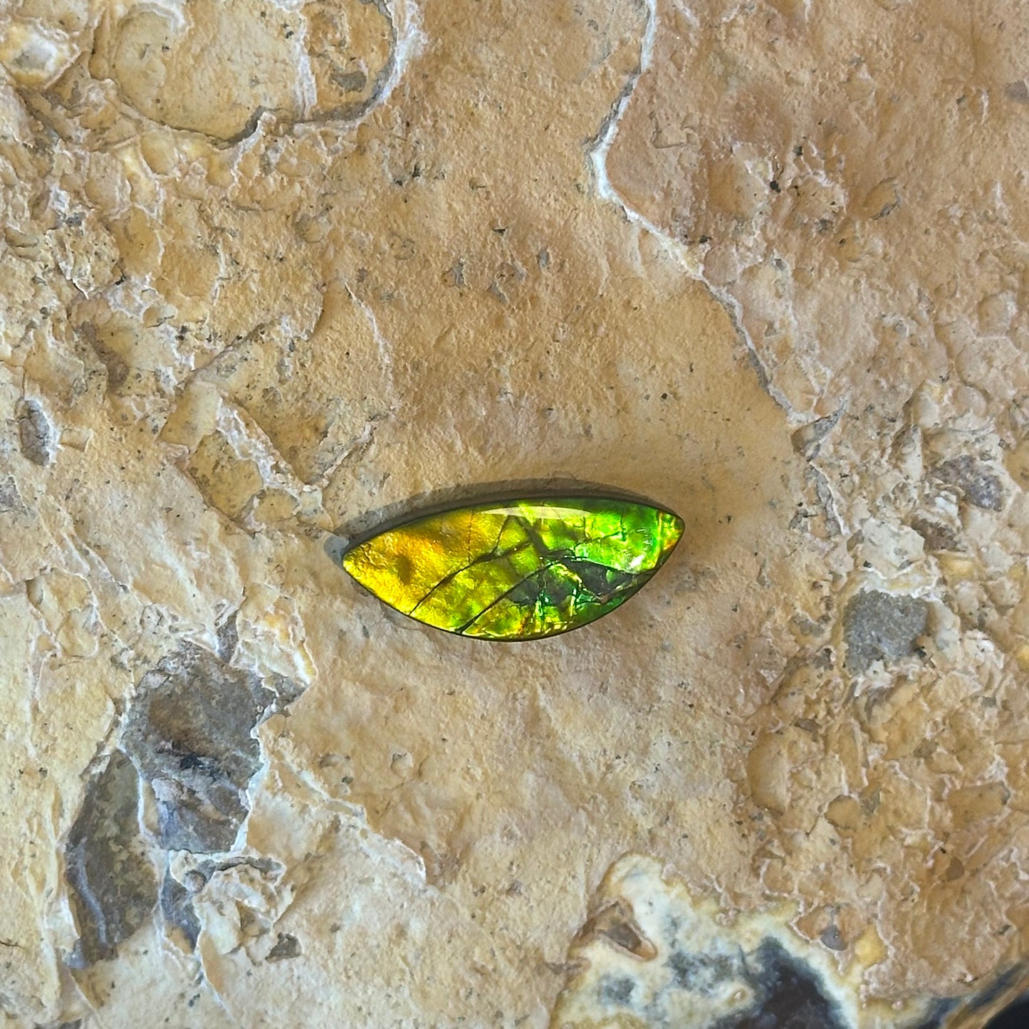 Ammolite