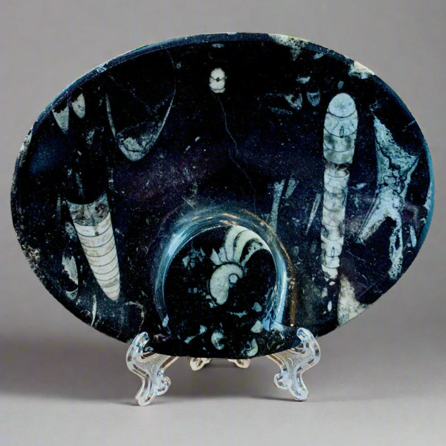 Orthoceras Oval Plate