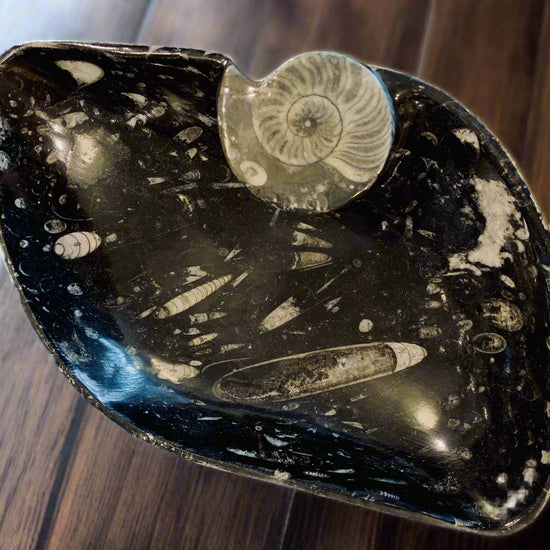 Orthoceras Pointed Oval Bowl