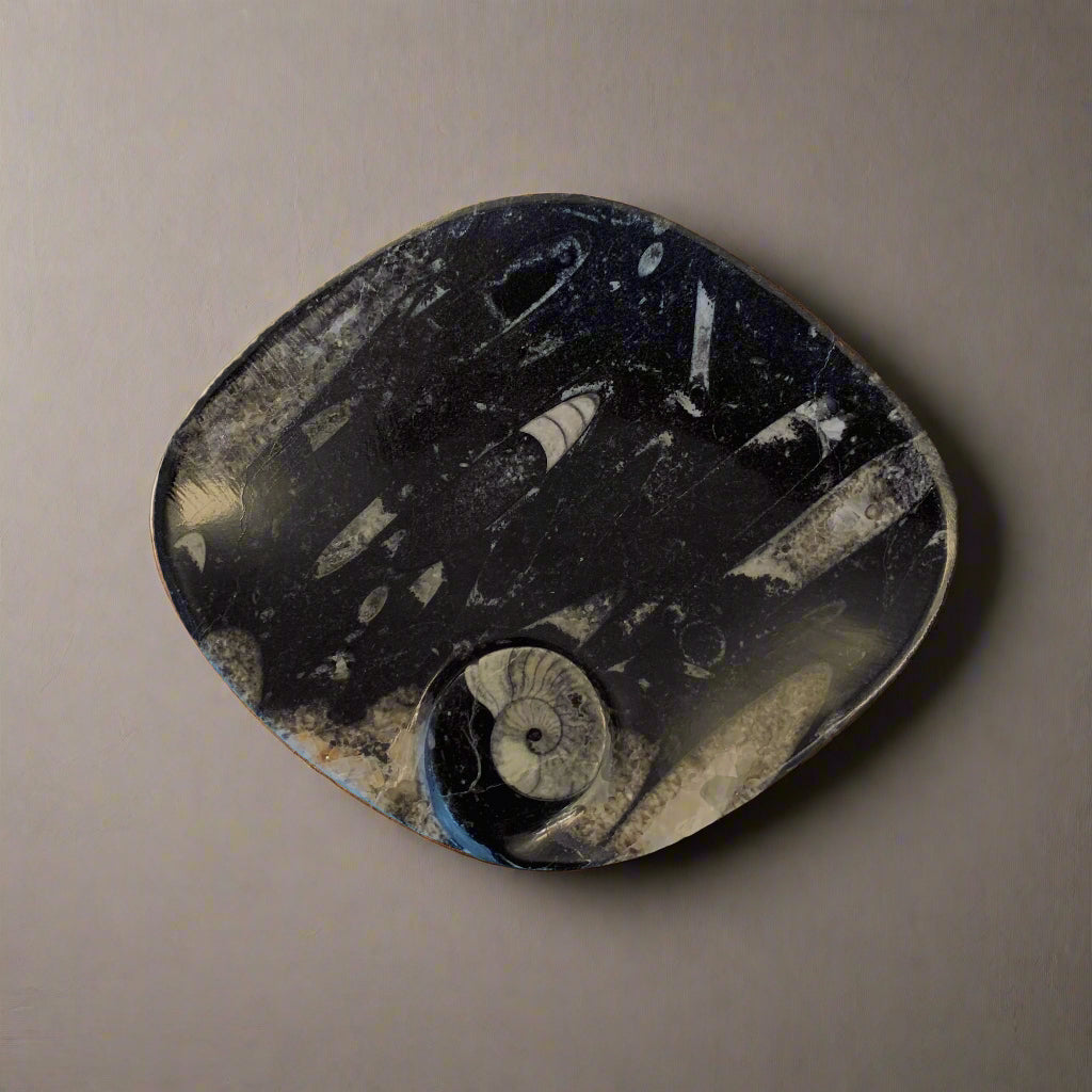 Orthoceras Oval Marquise Plate