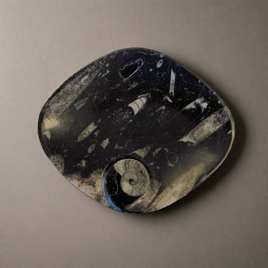 Orthoceras Oval Marquise Plate