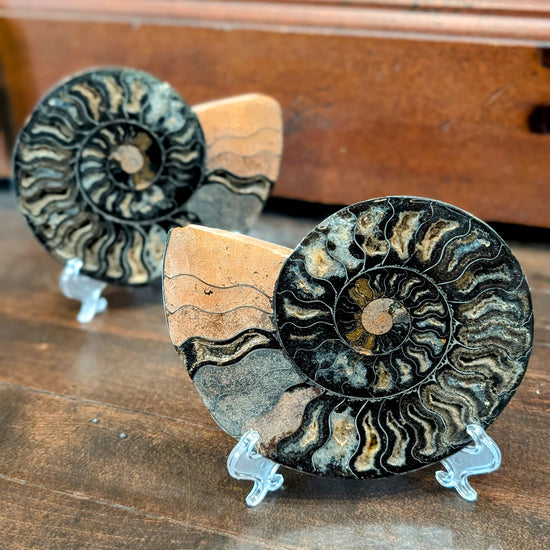 Fossilized Ammonite Pair