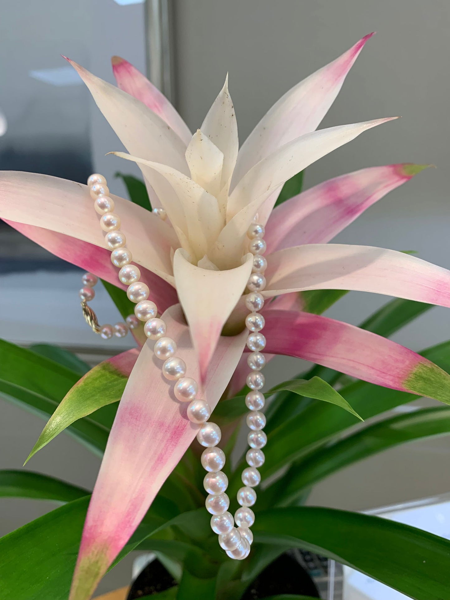 Photo of Freshwater Pearl Necklace in a decorative scene, designed by , available at Plumb Gold & Plumb Silver