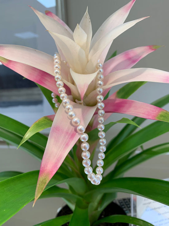 Load image into Gallery viewer, Photo of Freshwater Pearl Necklace in a decorative scene, designed by , available at Plumb Gold &amp;amp; Plumb Silver

