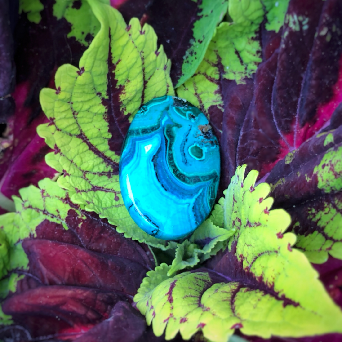 Chryscocolla with Malachite